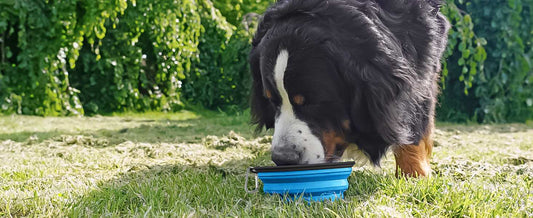 Explore the best way of dog slow feeding and the options for dog bowl slow feeder?